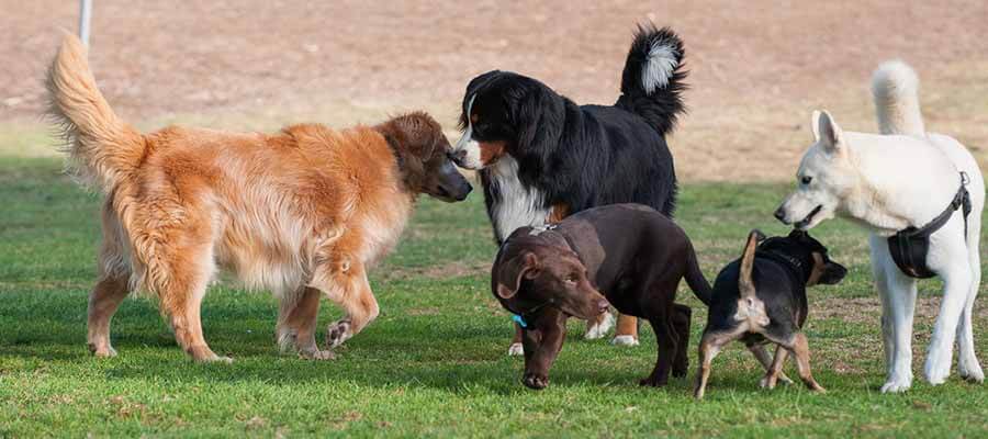  7 Common Dog Park Dangers and How to Avoid Them